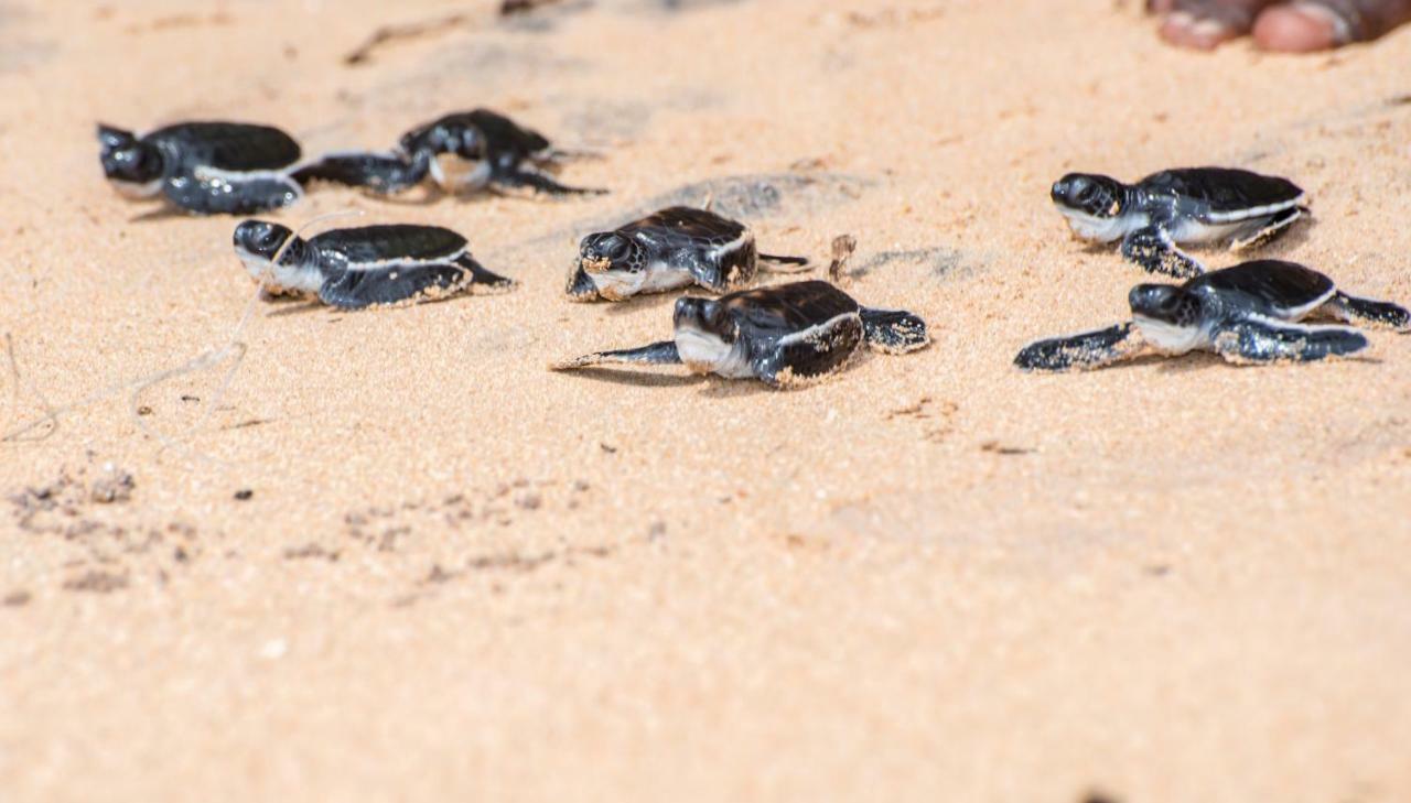 Leatherback Beach Villa アフンガラ エクステリア 写真