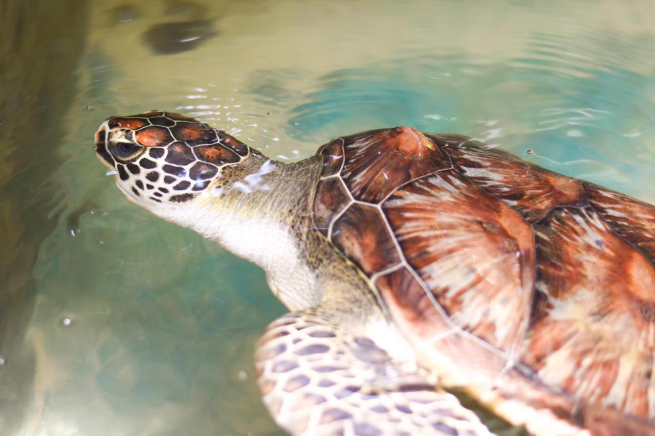 Leatherback Beach Villa アフンガラ エクステリア 写真