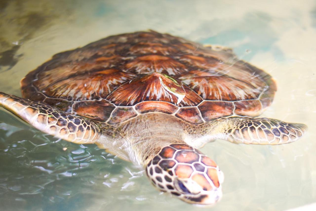 Leatherback Beach Villa アフンガラ エクステリア 写真